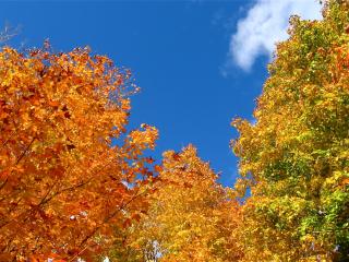 arbres d'automne des arbres